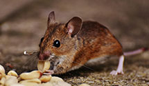 24 Hour & Emergency Exterminators in Prospect, TN